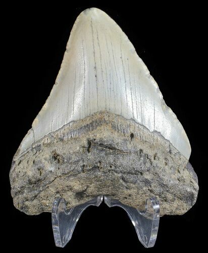 Bargain, Megalodon Tooth - North Carolina #68044